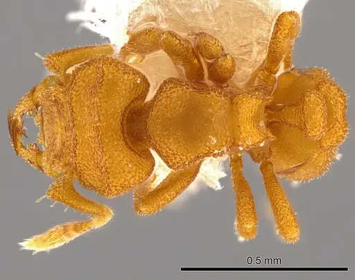 Rhopalothrix subspatulata specimen INBIOCRI001259541 image inbiocri001259541_1