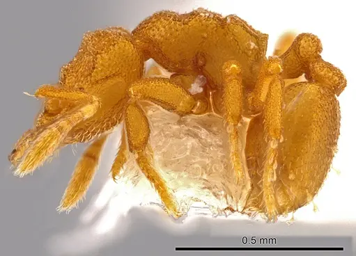 Rhopalothrix subspatulata specimen INBIOCRI001259541 image inbiocri001259541_3