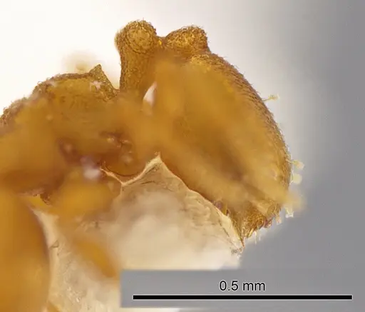 Rhopalothrix subspatulata specimen INBIOCRI001259541 image inbiocri001259541_4