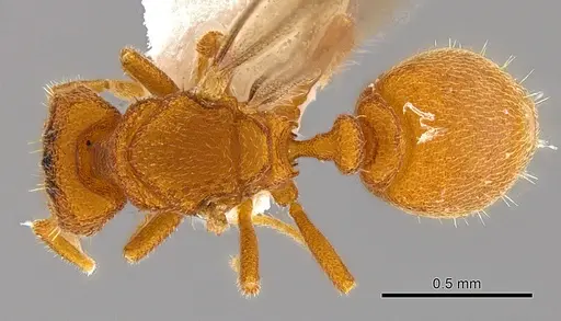 Rhopalothrix subspatulata specimen INBIOCRI002728337 image inbiocri002728337_1