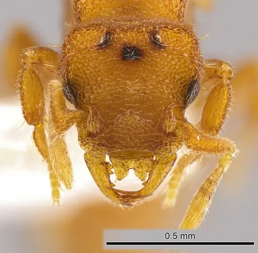 Rhopalothrix subspatulata specimen INBIOCRI002728337 image inbiocri002728337_2