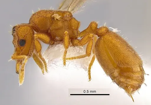 Rhopalothrix subspatulata specimen INBIOCRI002728337 image inbiocri002728337_3