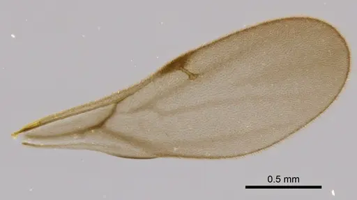 Rhopalothrix subspatulata specimen INBIOCRI002728337 image inbiocri002728337_4
