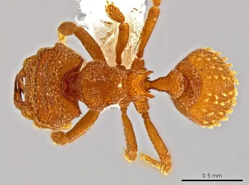 Rhopalothrix therion specimen CASENT0616292 image casent0616292_1
