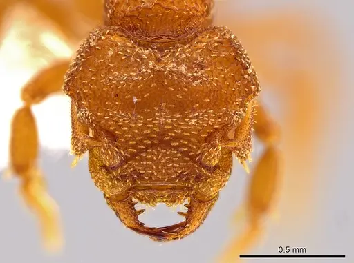 Rhopalothrix therion specimen CASENT0616292 image casent0616292_2