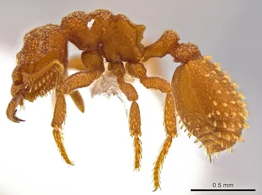 Rhopalothrix therion specimen CASENT0616292 image casent0616292_3
