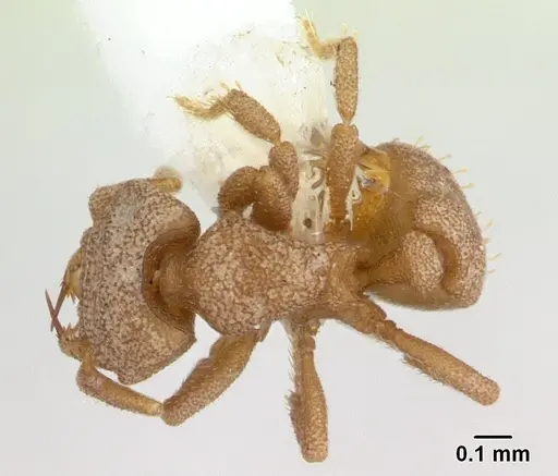 Rhopalothrix triumphalis specimen CASENT0601887 image casent0601887_1