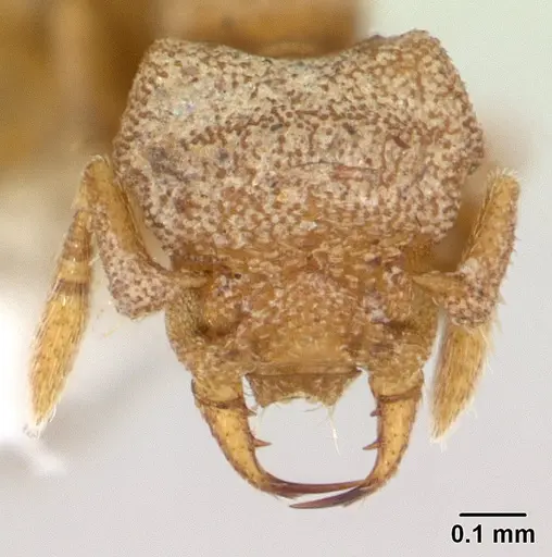 Rhopalothrix triumphalis specimen CASENT0601887 image casent0601887_2