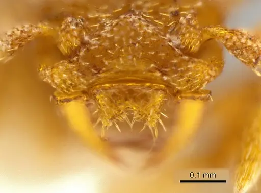 Rhopalothrix triumphalis specimen CASENT0601887 image casent0601887_3