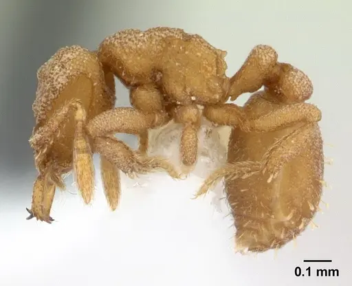 Rhopalothrix triumphalis specimen CASENT0601887 image casent0601887_4