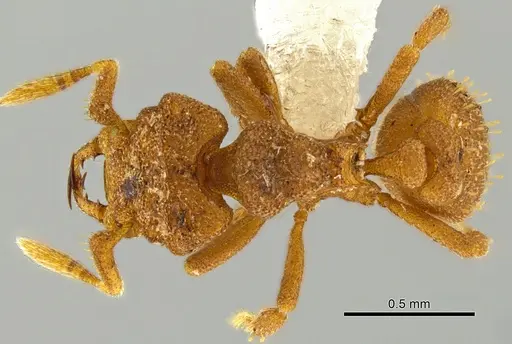 Rhopalothrix triumphalis specimen CASENT0602067 image casent0602067_1