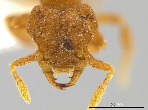 Rhopalothrix triumphalis specimen CASENT0602067 image casent0602067_2