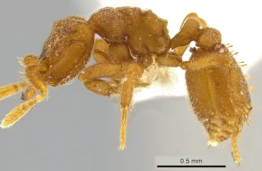 Rhopalothrix triumphalis specimen CASENT0602067 image casent0602067_3
