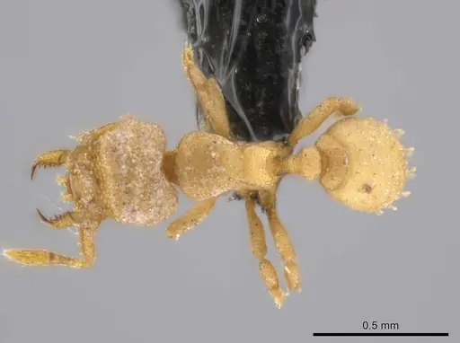 Rhopalothrix weberi specimen CASENT0633332 image casent0633332_1