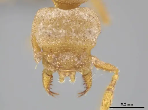 Rhopalothrix weberi specimen CASENT0633332 image casent0633332_2
