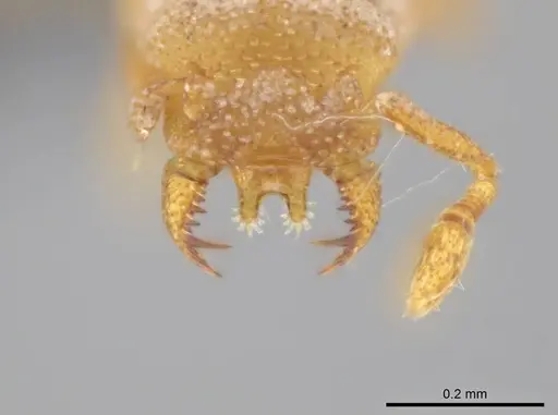 Rhopalothrix weberi specimen CASENT0633332 image casent0633332_3