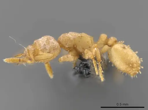 Rhopalothrix weberi specimen CASENT0633332 image casent0633332_4