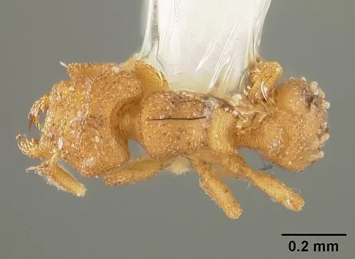 Rhopalothrix weberi specimen USNMENT00441672 image usnment00441672_1