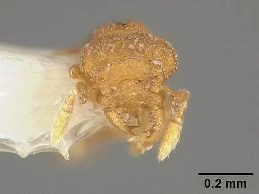 Rhopalothrix weberi specimen USNMENT00441672 image usnment00441672_2