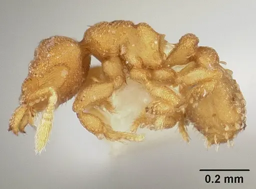 Rhopalothrix weberi specimen USNMENT00441672 image usnment00441672_3