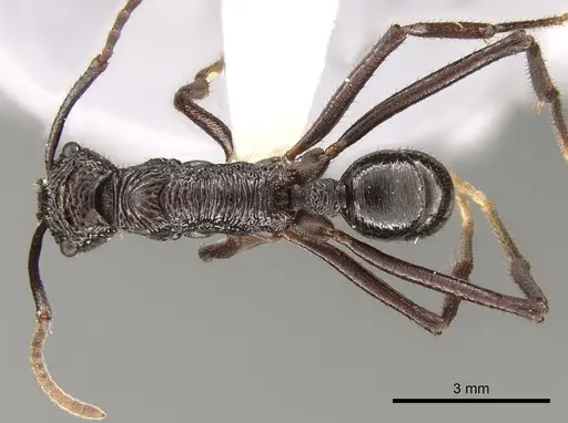 Rhytidoponera abdominalis specimen CASENT0281333 image casent0281333_1