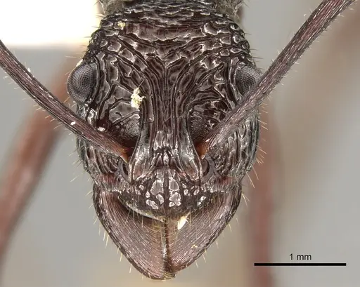 Rhytidoponera abdominalis specimen CASENT0281333 image casent0281333_2