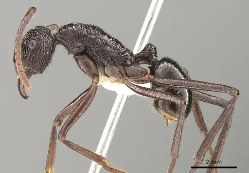 Rhytidoponera abdominalis specimen CASENT0281333 image casent0281333_3