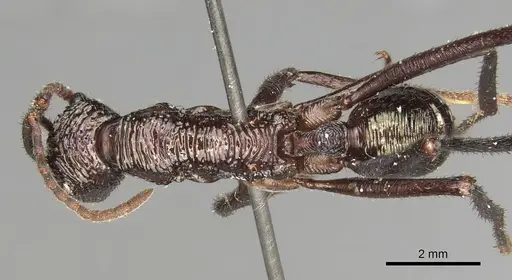 Rhytidoponera abdominalis specimen CASENT0281828 image casent0281828_1