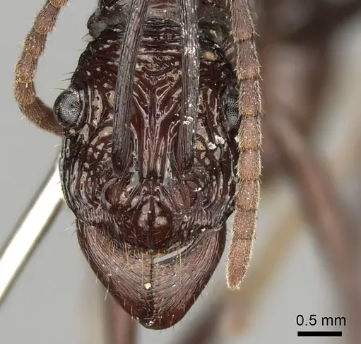 Rhytidoponera abdominalis specimen CASENT0281828 image casent0281828_2