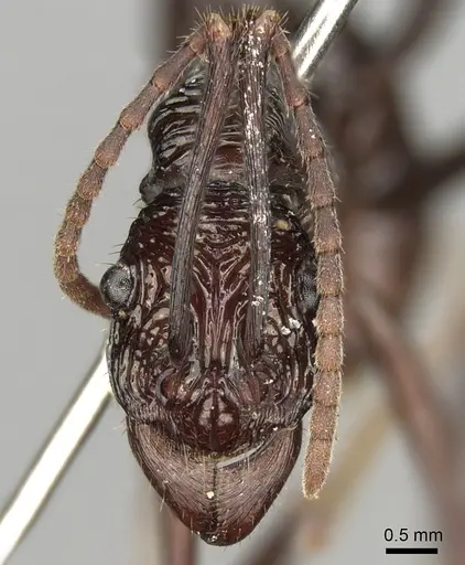 Rhytidoponera abdominalis specimen CASENT0281828 image casent0281828_3