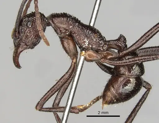 Rhytidoponera abdominalis specimen CASENT0281828 image casent0281828_4