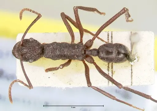 Rhytidoponera abdominalis specimen FOCOL0393 image focol0393_1