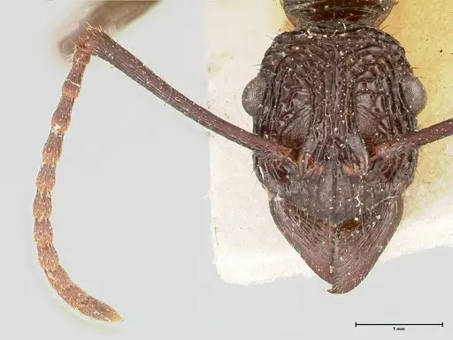Rhytidoponera abdominalis specimen FOCOL0393 image focol0393_2