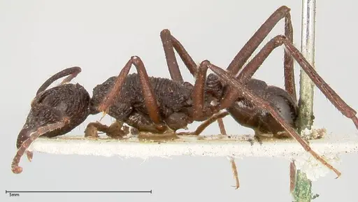 Rhytidoponera abdominalis specimen FOCOL0393 image focol0393_3