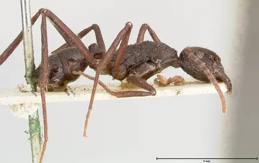 Rhytidoponera abdominalis specimen FOCOL0393 image focol0393_4