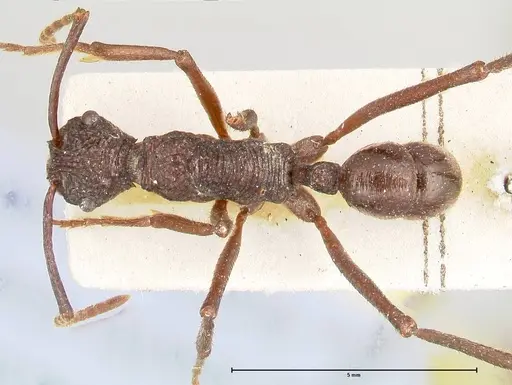Rhytidoponera abdominalis specimen FOCOL0394 image focol0394_1