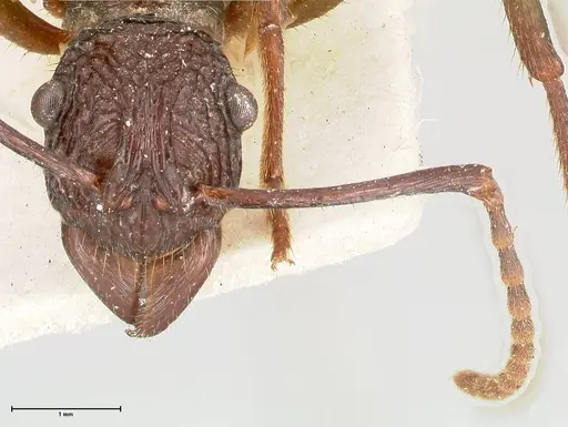 Rhytidoponera abdominalis specimen FOCOL0394 image focol0394_2