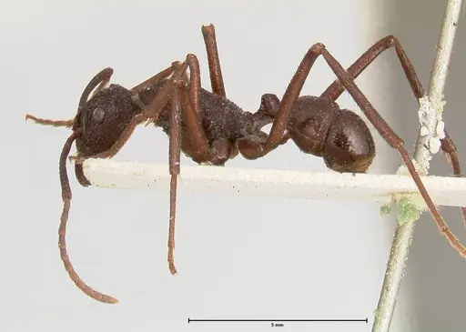 Rhytidoponera abdominalis specimen FOCOL0394 image focol0394_3