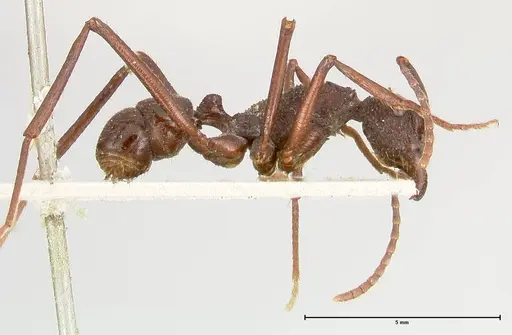 Rhytidoponera abdominalis specimen FOCOL0394 image focol0394_4