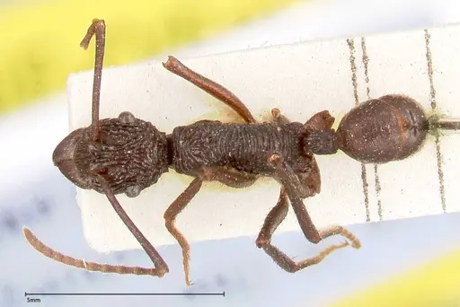 Rhytidoponera abdominalis specimen FOCOL0395 image focol0395_1