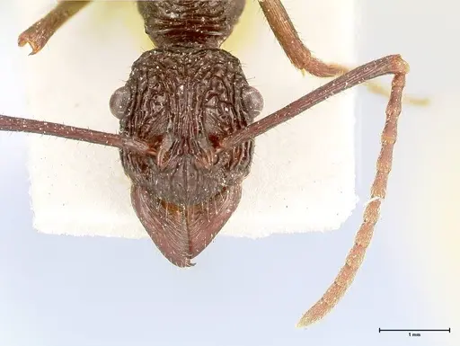 Rhytidoponera abdominalis specimen FOCOL0395 image focol0395_2