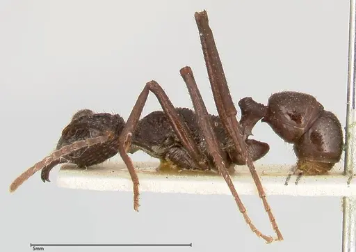 Rhytidoponera abdominalis specimen FOCOL0395 image focol0395_3