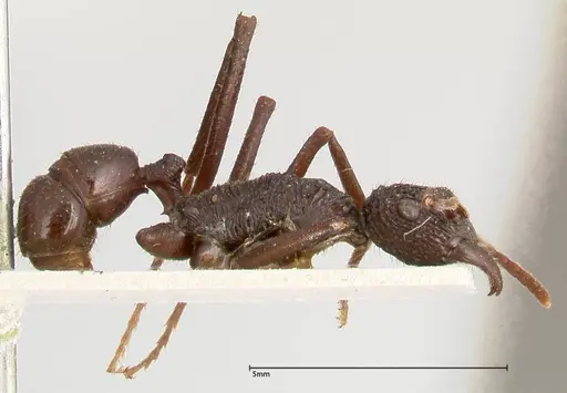 Rhytidoponera abdominalis specimen FOCOL0395 image focol0395_4