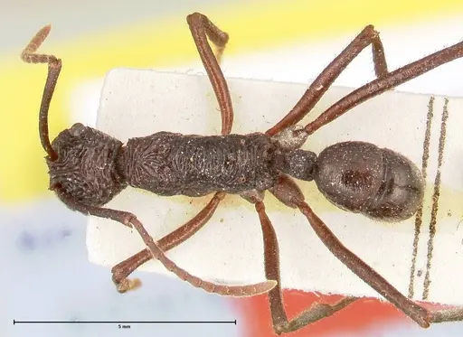 Rhytidoponera abdominalis specimen FOCOL0396 image focol0396_1