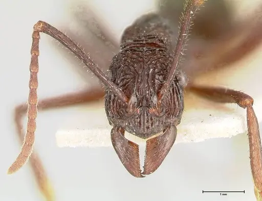 Rhytidoponera abdominalis specimen FOCOL0396 image focol0396_2