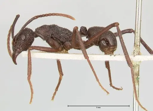 Rhytidoponera abdominalis specimen FOCOL0396 image focol0396_3