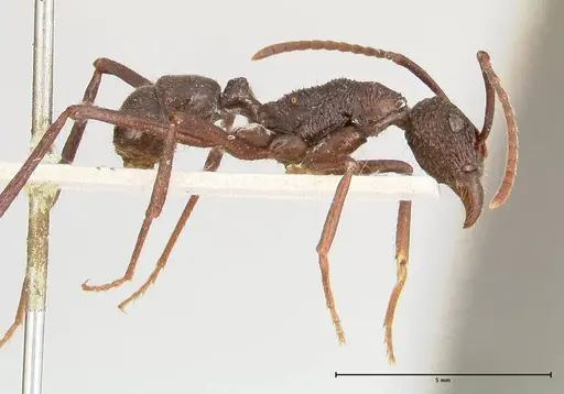 Rhytidoponera abdominalis specimen FOCOL0396 image focol0396_4