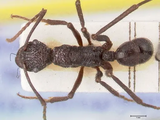 Rhytidoponera abdominalis specimen FOCOL0894 image focol0894_1