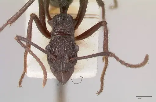 Rhytidoponera abdominalis specimen FOCOL0894 image focol0894_2