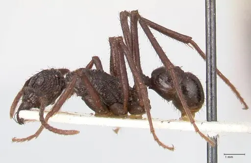 Rhytidoponera abdominalis specimen FOCOL0894 image focol0894_3